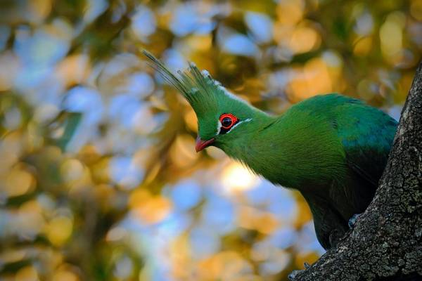 Green Turaco Shutterstock 494022415