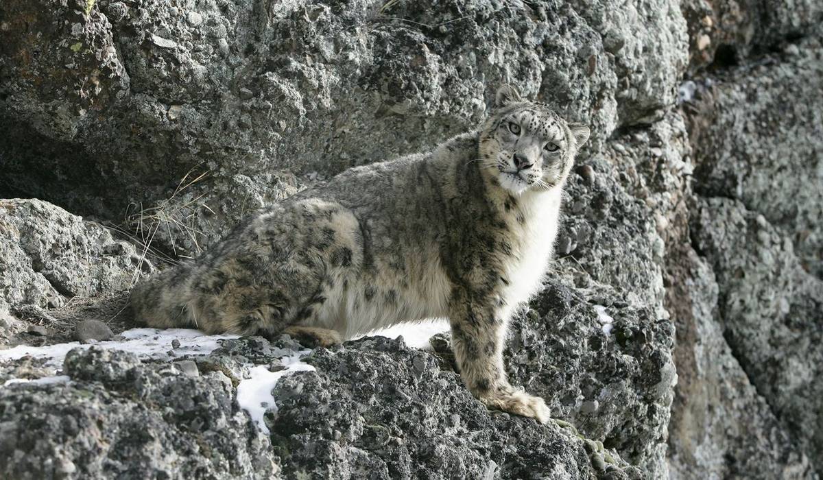 News in Brief: Mongolia, the Azores, the USA, Brazil & Borneo