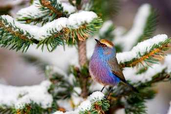 White-browed Tit-warbler shutterstock_765148543.jpg