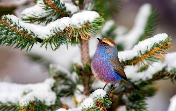 White-browed Tit-warbler shutterstock_765148543.jpg