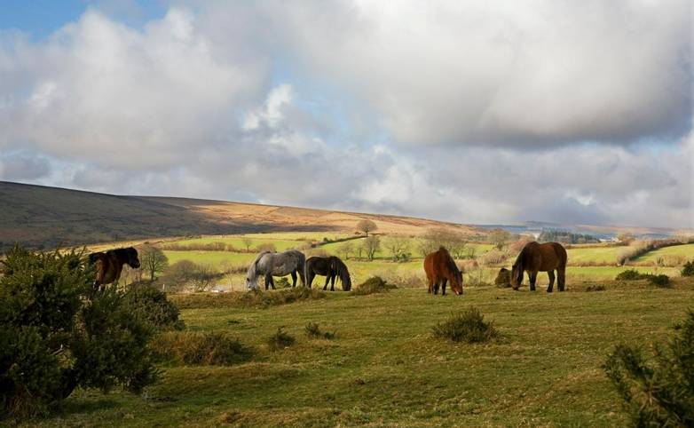 Dartmoor ponies grazing at Rowden Cross near Widecombe-in-the-Moor, Dartmoor, Devon