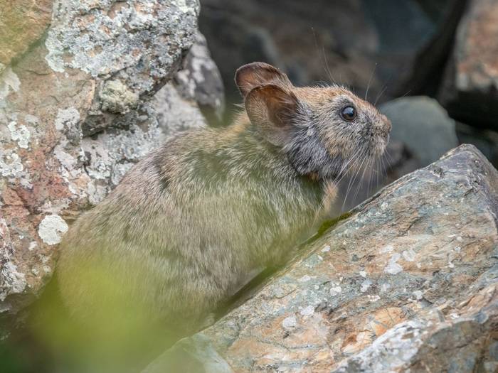 Large-eared Pika © Machiel Valkenburg, June 2025