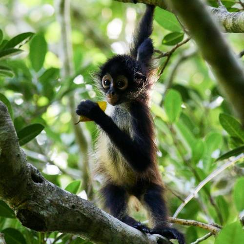 Spider Monkey