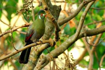 White-cheeked Turaco