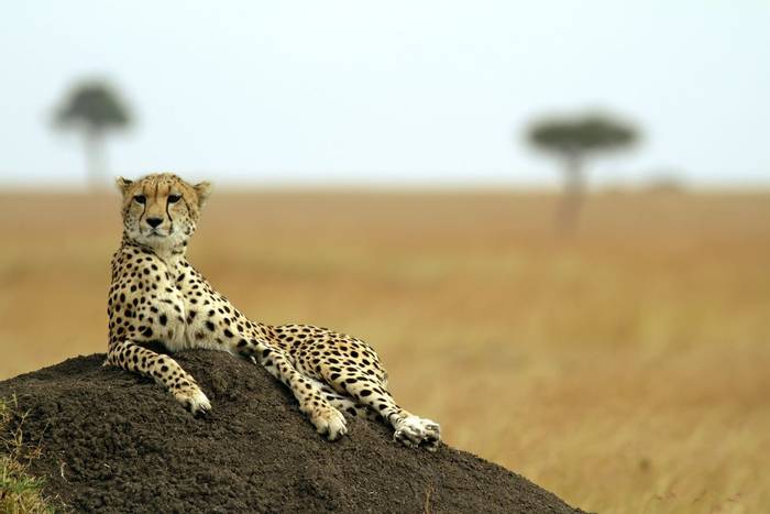 South Africa. Cheetah. shutterstock.jpg