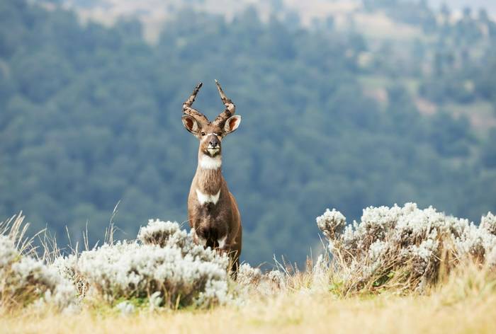 Mountain Nyala