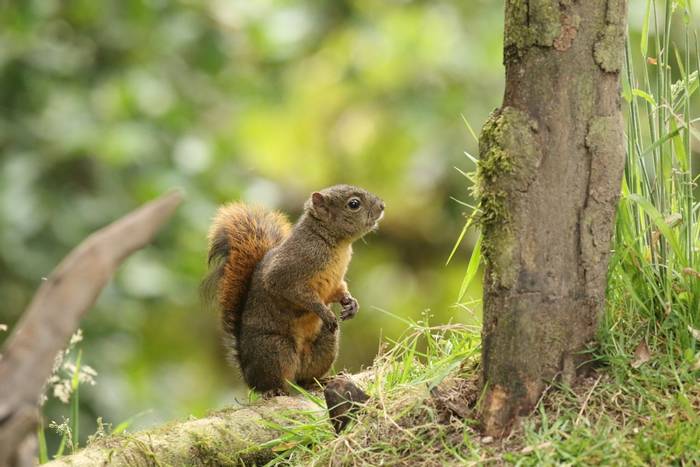 Andean Squirrel © Robin Smith