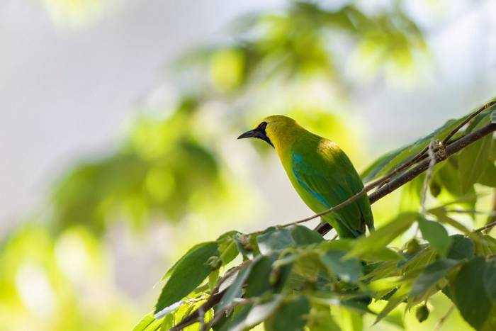 Golden-fronted Leafbird, Cat Tien National Park, Vietnam shutterstock_1129088084.jpg