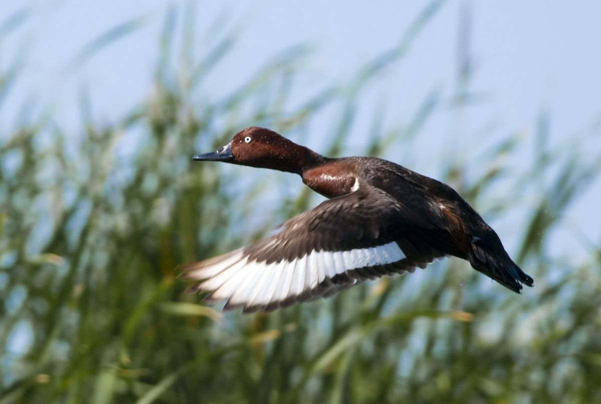 Ferruginous Duck