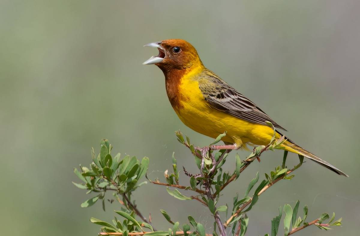 Red-headed Bunting © Chris Griffin, May 2025