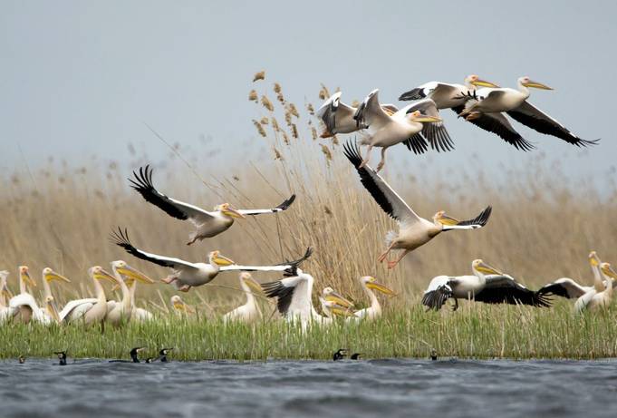 Great White Pelicans, Romania