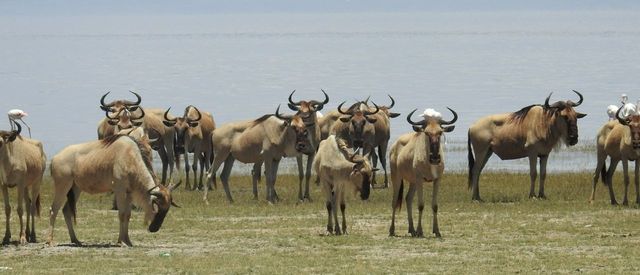 matriarch-hill-safari-wildlife.JPG