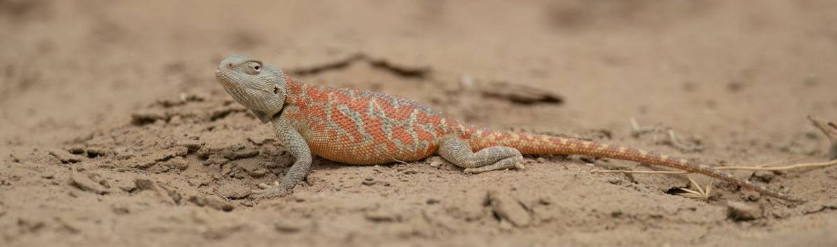 Steppe Agama (Trapelus sanguinolentus) gravid female © Chris Griffin, May 2025