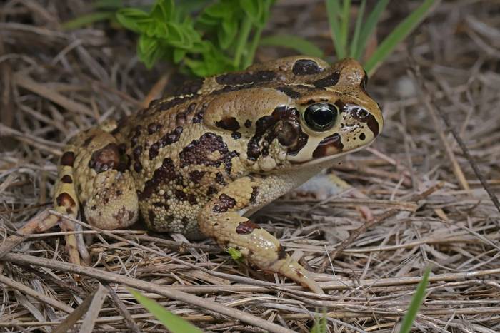 Garman's Toad (Sclerophrys garmani)  © Laura and Bobby Bok, April 2026