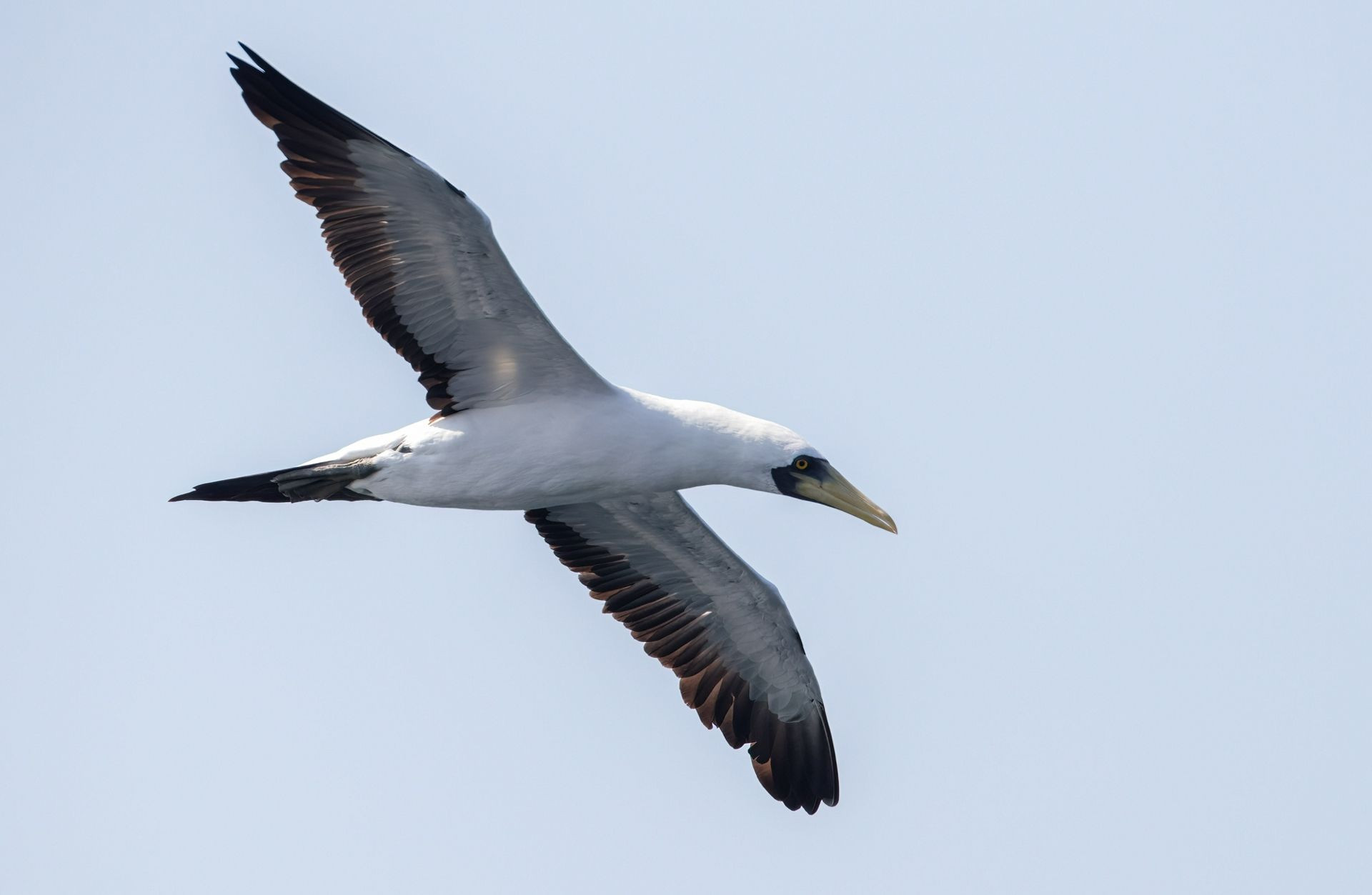 Masked Booby Image