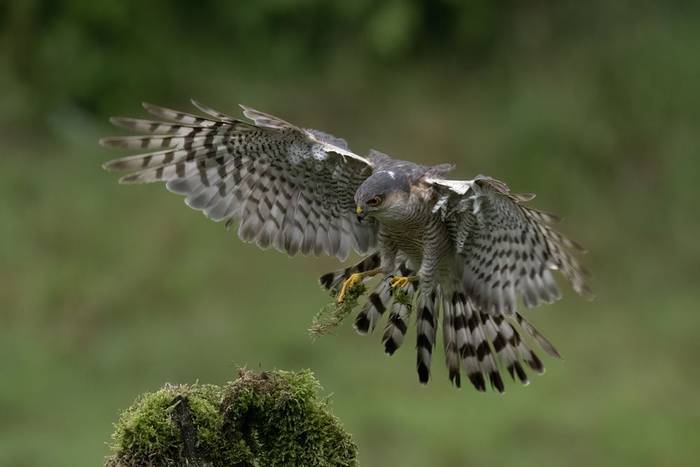Sparrowhawk (Paul McDougall).jpg