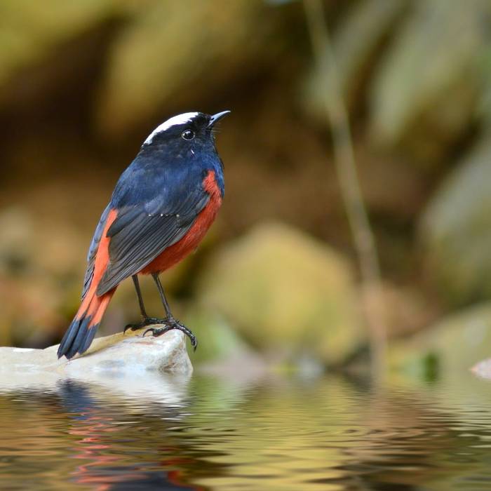 White-capped River Chat
