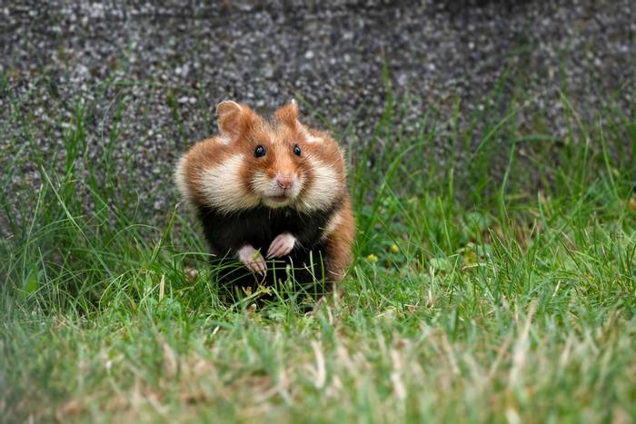 European Hamster (Will Crombie).jpg