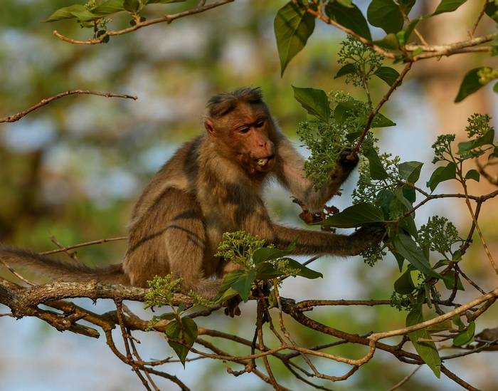 Bonnet Macaque © Connell