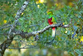 Resplendent Quetzal shutterstock_1329057170.jpg