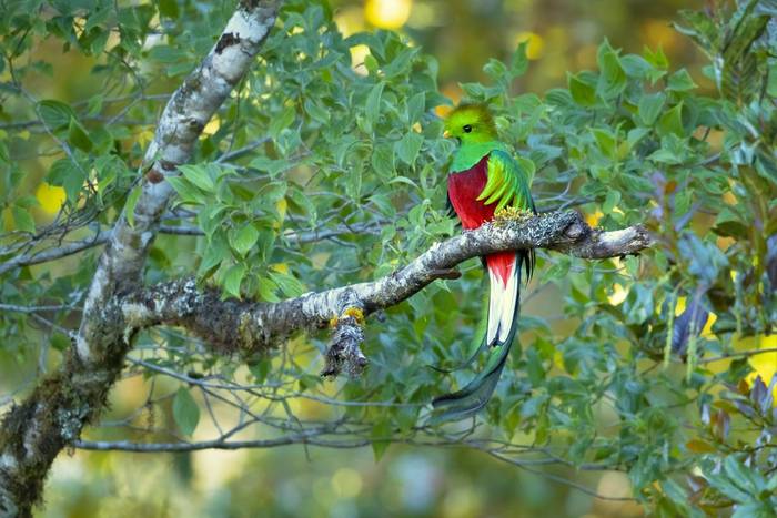 Resplendent Quetzal shutterstock_1329057170.jpg