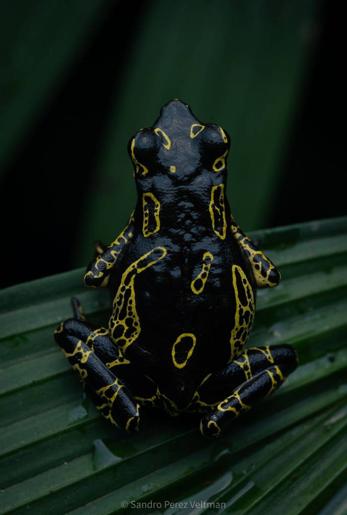 Hoogmoed's Harlequinfrog (Atelopus hoogmoedi) © Sandro Perez Veltman