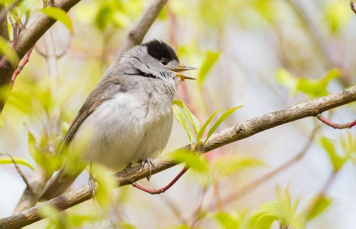 Blackcap shutterstock_1705797958.jpg