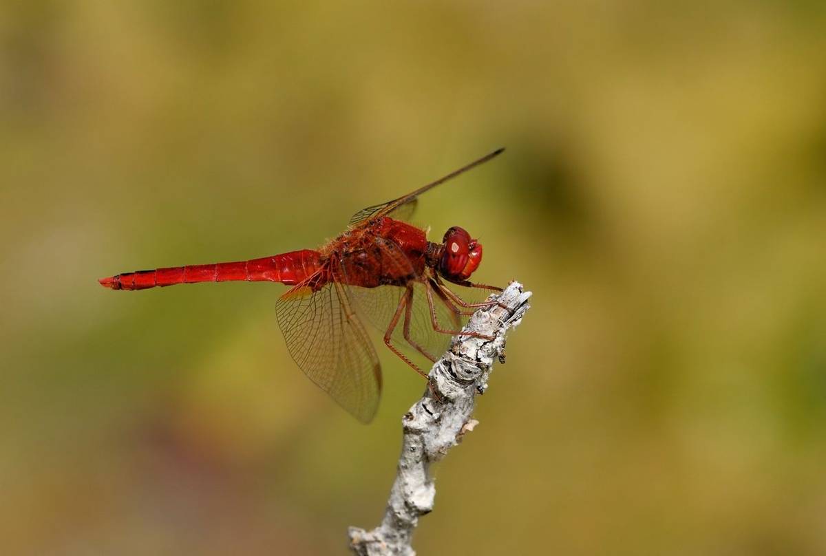 Scarlet Darter