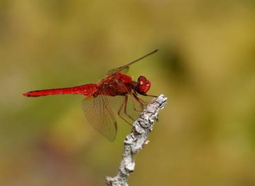 Dragonflies & Birds of the Camargue
