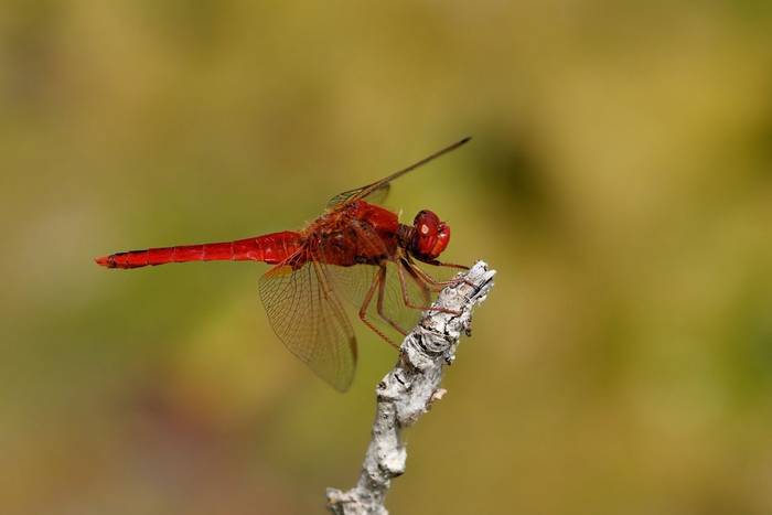 Scarlet Darter