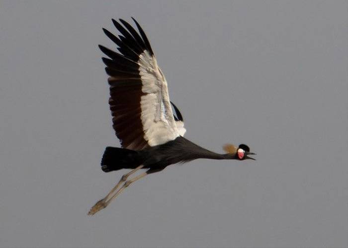 Black Crowned Crane, Ian Curran.jpg
