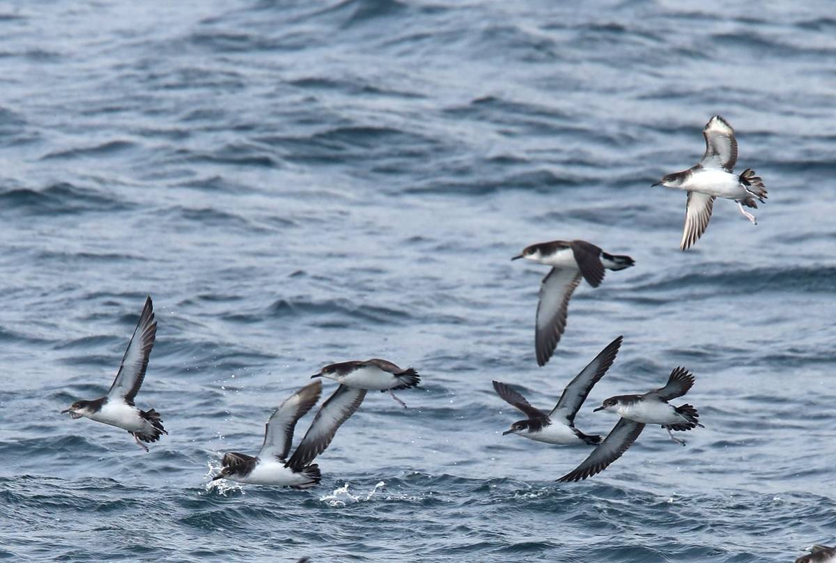 Manx Shearwater Shutterstock 762754180