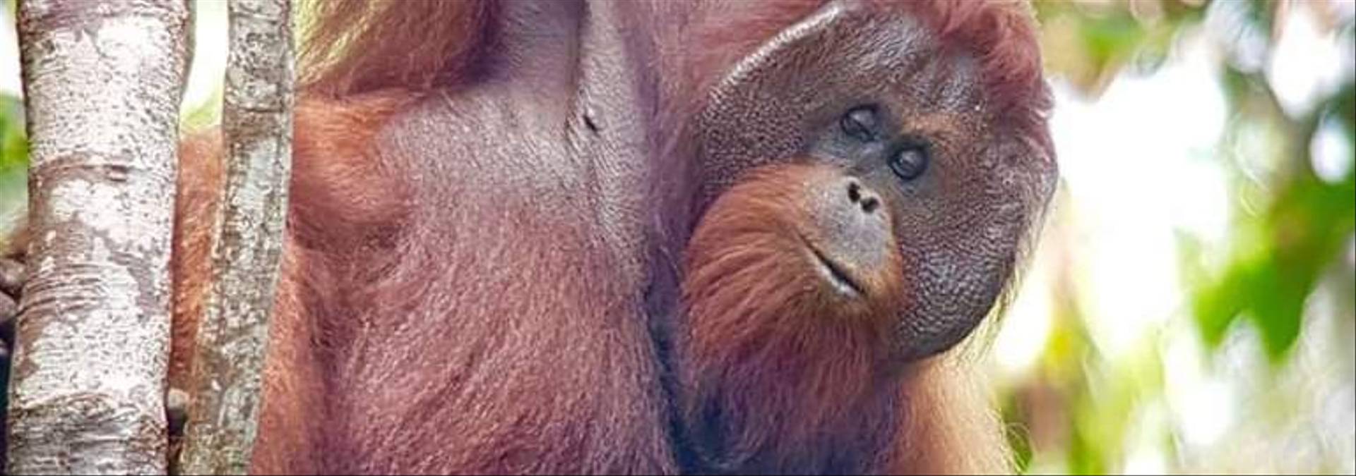 Orangutan   Borneo   Credit Borneo Dream.