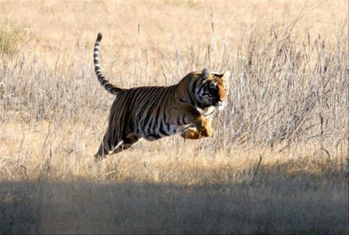 Tiger (Michael Haley)