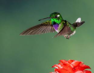 Ecuador: A Wildlife Photography Tour