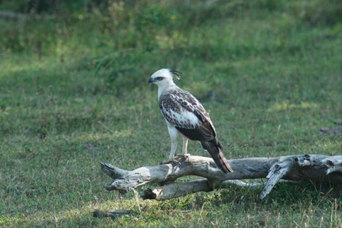 Changeable Hawk-eagle, Yala National Park (David Allison)