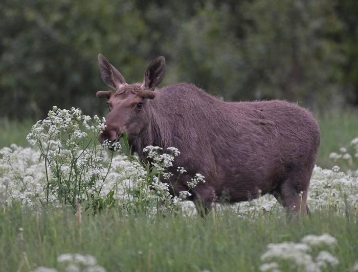 Elk (Rob Campbell).JPG