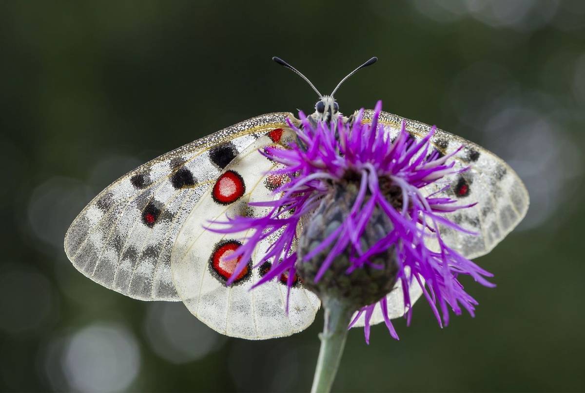 France – Butterflies & Moths of the Vercors