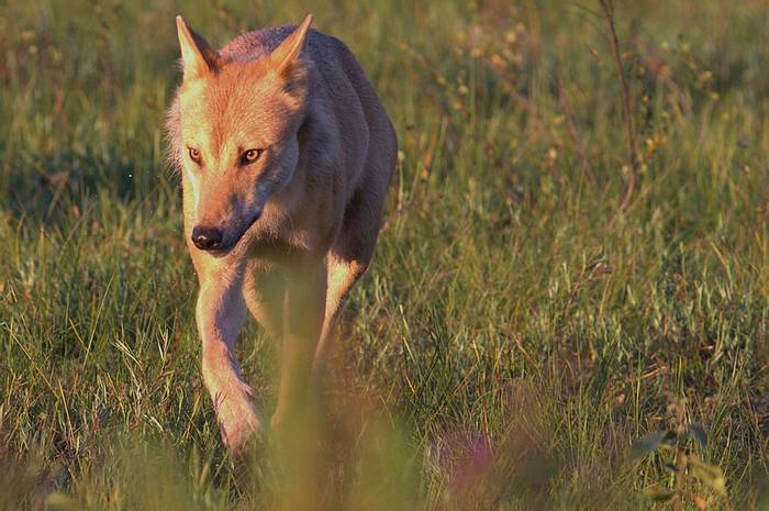 The alpha female aka as Fox skin © Jan Kelchtermans.jpg