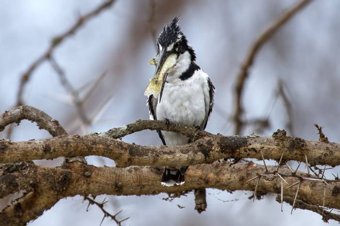 Pied Kingfisher (Colin Brown)