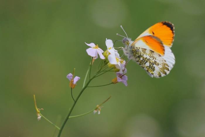 Orange-tip Butterfly (male) shutterstock_85775431.jpg