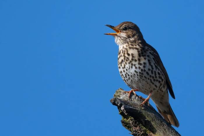 Song Thrush shutterstock_1516063262.jpg