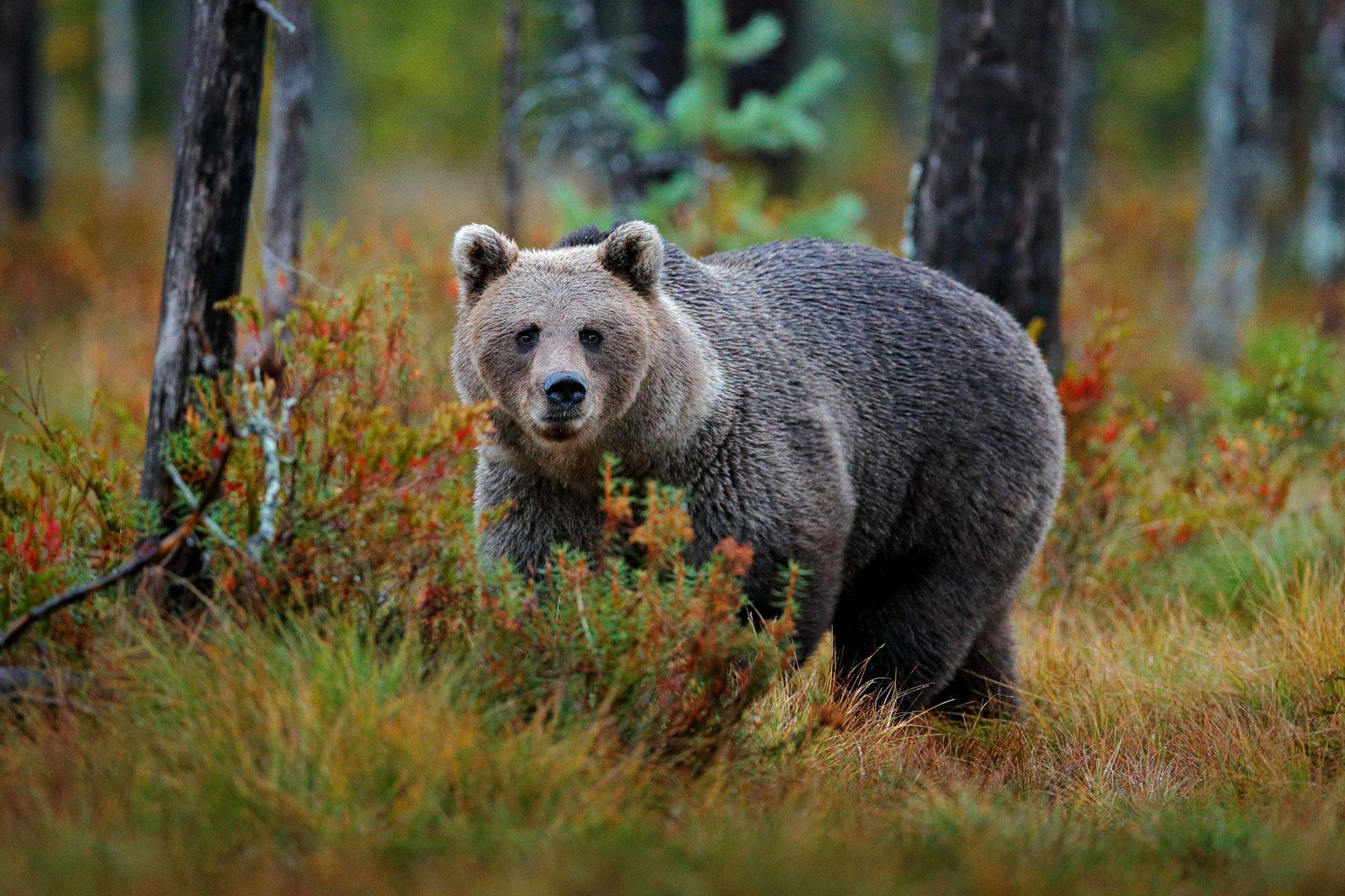 Romania Wild Carpathia Naturetrek Romania Wild Carpathia Naturetrek