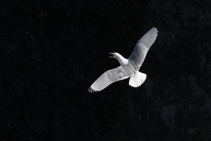 black-legged kittiwake_4R59260.jpg