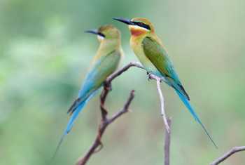 Blue-tailed-Bee-eater-shutterstock_136871480.jpg