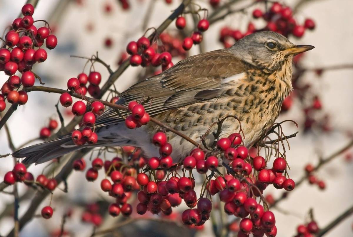 Fieldfare shutterstock_498594700.jpg
