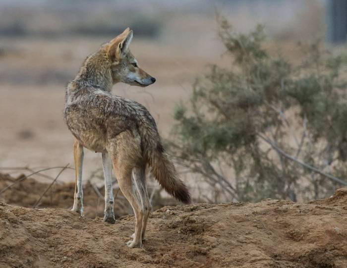 Golden Wolf sub-species, Marcus John.jpg