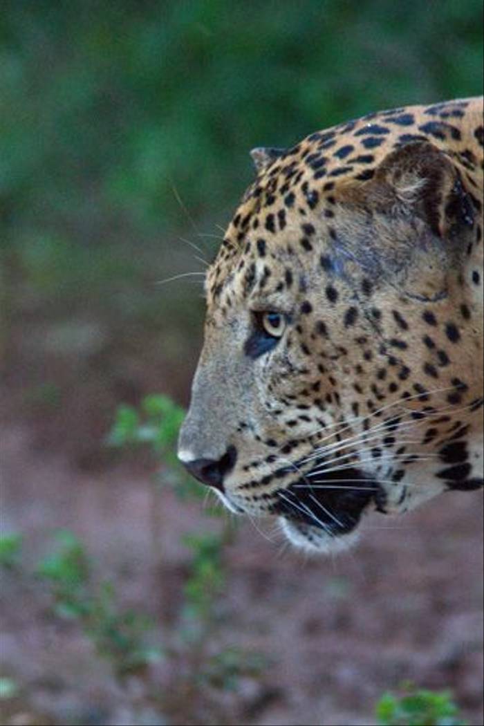 Leopard (John Young)
