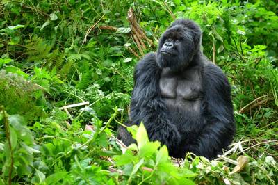 Mountain Gorillas – Uganda or Rwanda?