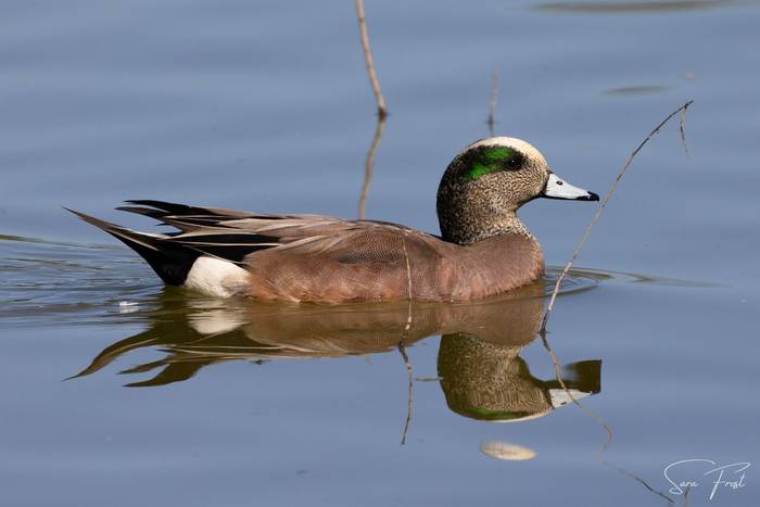 American Wigeon (Sara Frost).jpg